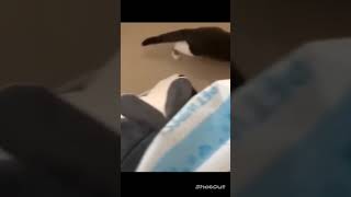 Funny Cats Video। Funniest Cats Of 2023 #cats #funny #lol #shorts #short