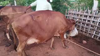 வள்ளியூர் மாட்டு சந்தை. valliyoor cow market. Tirunelveli. 25/01/2025