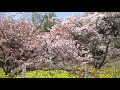 春の訪れを告げるヤマザクラ「魚見桜」