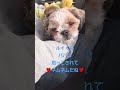 ルイくんはパパ大好き❤️🐶 シーズー犬 シーズー 可愛い 癒し