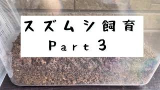 スズムシ　Part３