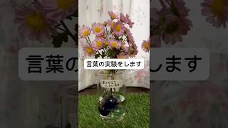 菊の花に言葉を投げかけて変化を観察するExperiment with words/Throwing words at chrysanthemums and observing the changes