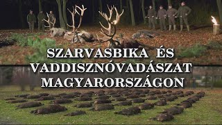 Szarvasbika és vaddisznóvadászat Magyarországon - Előzetes