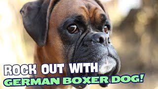 Rock out with German Boxer Dog! 🎸🐾