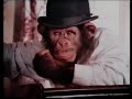 1988 pg tips chimps classics mr shifter removals advert