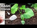 This Magic White Powder Eliminates 95% of Garden Problems