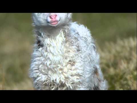 cute baby animals cute baby animals