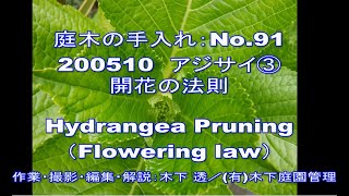 No.091_アジサイ③開花の法則 200515(Hydrangea pruning and Flowering law)