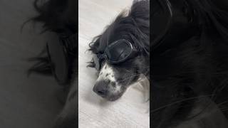 Laser therapy for CCL injury #vetmed #dog #petcare #vet #veterinaryclinic #veterinary #ccl