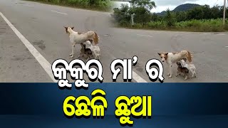 କୁକୁର ମା’ ର ଛେଳି ଛୁଆ | Odisha Reporter