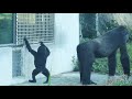 gorilla jabali likes to interact with visitors 金剛寶寶jabali喜歡跟遊客互動