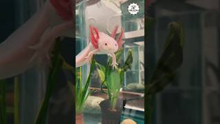 Axolotl Hakkında Bilmediğiniz İlginç Bilgiler | 1 dakika 1 hayvan