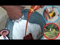 How to perfectly treat dying catfish with salt and palm oil || Catfish farming in Nigeria