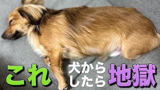 犬からすると辛すぎる飼い主のNGな行動