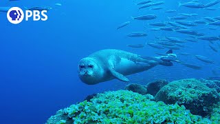 Monk Seals on the Brink of Extinction