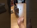 これが猫という生き物です shorts マンチカン 猫