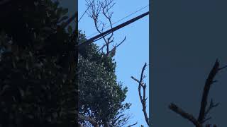 【24 12 25】【自然音】【野鳥観察】細い木の枝から飛んで行く野鳥