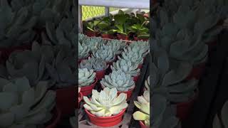 大溪花市多肉植物5盆100元2023.7.14最新進貨消息1~ #多肉 #succulent #plants