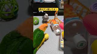 【俺は虎太アン3😈】シロハラインコ😀虎太郎😮オカメインコ😮ナップ😀ナップ太の物は俺の物🎵