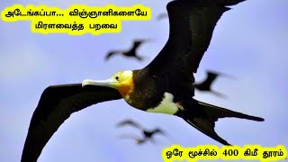 அடேங்கப்பா ... விஞ்ஞானிகளையே மிரளவைத்த பறவை ! ஒரே மூச்சில் 400 கிமீ தூரம் !