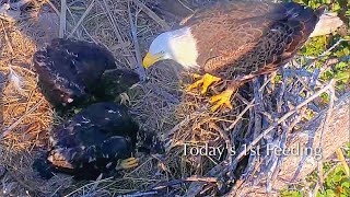 #351🦅Captiva Eagle Nest／Clive💗Connie／Dasher \u0026 Dancer ／Window To Wildlife／Captiva Eagle Cam