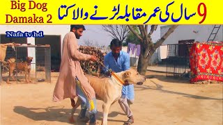 Top of Pakistan Bully Kutta Damaka 2 Best Bully Dog Video By Nafa TV HD