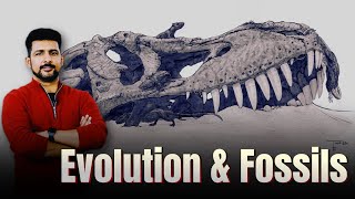 Evolution 04 | Why fossils are the evidence of the \