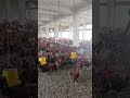 a boy is feeding the chickens in the chicken farm chicken feed