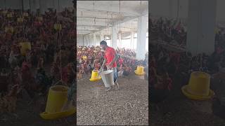 A boy is feeding the chickens in the chicken farm #chicken #feed