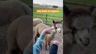 Alpaca Feeding!!! #trendingshorts #explore #viral #shorts #trending #europe #safari #animals