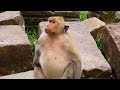 Update big pregnant monkey Jill, monkey Jill nearly meet her newborn soon | Jill monkey today