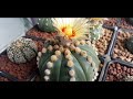 astrophytum asterias v type u0026 rensei