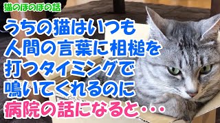 【猫のほのぼの話】うちの猫はいつも、人間の言葉に相槌を打つタイミングで鳴いてくれるのに、病院の話になると・・・