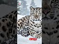 Snow leopard is protecting her babies from Snow. #snowfall #mothermotivation #facts