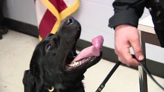 Meet Mac: Worcester's new K-9 tracker