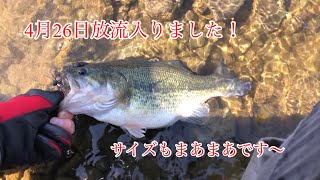 河口湖バス釣り〜4月26日放流情報〜小海編【河口湖バス釣り】