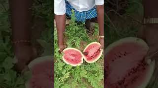 കഴിക്കുമ്പോൾ ഇങ്ങനെ കഴിക്കണം 😋🍉😋#തണ്ണിമത്തന് #watermelon #marketing #youtubeshorts #fruit #shorts