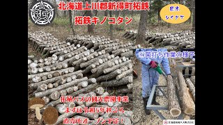 🍄拓鉄キノコタン🍄原木シイタケ栽培って？①菌打ち作業