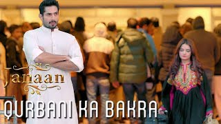 Qurbani Ka Bakra | Funny Scene | Janaan 2016