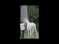 25ലക്ഷം രൂപ വിലയുള്ള കുതിര 25lakh horse horseforsale agritechfarming malayalamhorsevideos