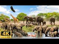 4K Safari Animals: Tarangire National Park ,Tanzania  -  Wildlife Film And Relaxing Music