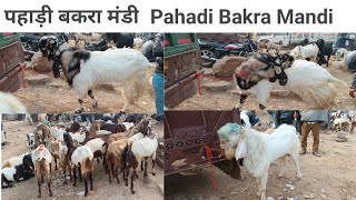 Pahadi Bakra Mandi Rajasthan पहाड़ी बकरा मंडी राजस्थान 19 11 2024  HR bakri Palan👌