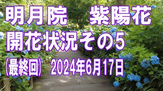 明月院　アジサイの開花状況その5(最終回)   2024年6月17日　鎌倉市山ノ内(北鎌倉)