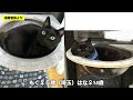 犬に助けを求める野良子猫を保護しました／衰弱しながらも勇気を出した子猫