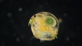 Chydorus sp. - Protozoans and other small critters