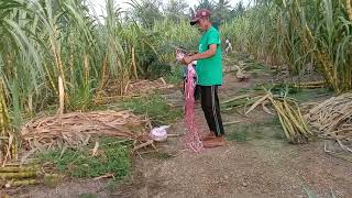 cara orang baru ikat tebu umur tebu 1 tahun 1 bulan teman-teman 👍