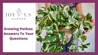 POTHOS CARE: ANSWERING YOUR QUESTIONS