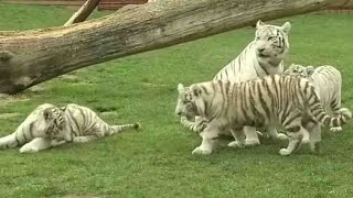 Polish zoo shows off its rare white tiger quadruplets