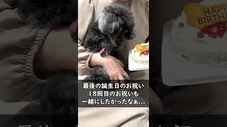 愛犬の最後の誕生日...  last birthday【老犬と過ごす日常】#shorts