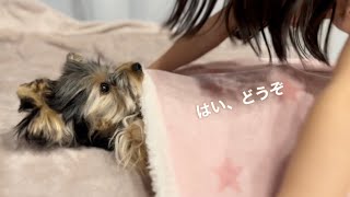 【ヨークシャーテリア】ブランケットをかけてもらって幸せそうに寝る犬